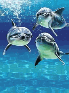 Fond écran Mobile Gratuit - Petit groupe de dauphins