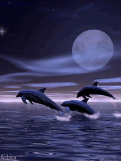 Fond écran Mobile Gratuit - Trio de dauphins dans la nuit