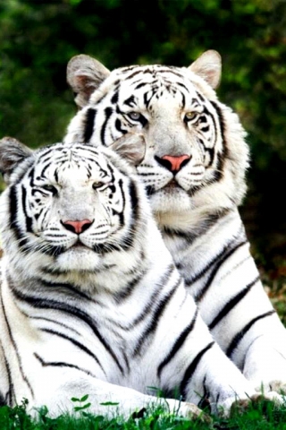 Fond écran Gratuit SmartPhone - Couple de Tigres