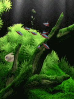 Fond écran animé Mobile Gratuit - Aquarium 2