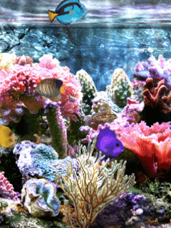 Fond écran animé Mobile Gratuit - Aquarium