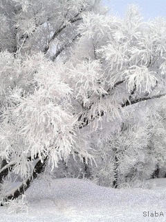 fond écran animé neige 2012 frozen land