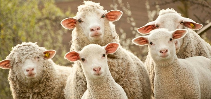 sonnerie gratuite cri du mouton