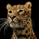 sonnerie gratuite cri du jaguar